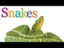 SNAKES | Animal Book for Kids