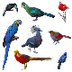 Aves