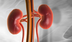 March Is National Kidney Month