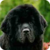 Newfoundland Dog Breed Informa