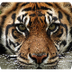Sumatran Tiger | Species | WWF