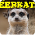 5 Facts about Meerkats - YouTu
