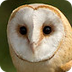 Formatting Help Purdue Owl