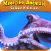 Meet the Animals 9 | Octopus |