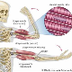 The Musculoskeletal Syst