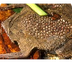 Surinam Toad (Pipa pipa) | Rai