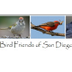 SD Birds 