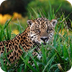 Jaguar | Basic Facts About Jag