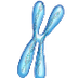 Cromosoma 