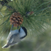 Christmas Bird Count