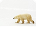 10 facts about polar bears! | 