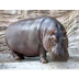 Fun Hippo Facts 