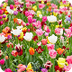 planten