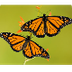 Monarch Butterfly Site: Life C