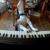 Dog Plays Piano