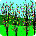 arbres del bosc