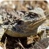 Horned Lizards, Horny Toads - 