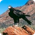 Wedge Tailed Eagle - Bir