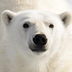Why are polar bears white?