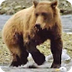 Bears