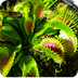 Carnivorous Plants - YouTube