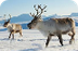 Reindeer Facts for Kids