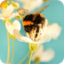 Why Do Bees Buzz?