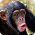 Chimpanzee Webcam