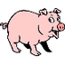 Animal Facts - Pigs