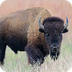 Bison