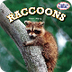 Racoons iBook