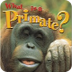 What is a Primate?