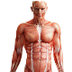 Músculos del Cuerpo Humano - G