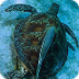 WWF - Marine turtles