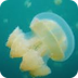 Jelly Fish Cam