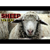 Sheep for Kids, A Collection o