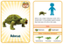 Dinosaur Fact Cards | Dinosaur