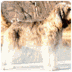 Otterhound