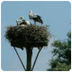 Vogelnest ooievaar