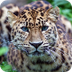 Amur Leopard | Endangered Spec