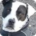 About Pet Adoption FAQ