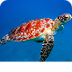 Sea Turtle  - el