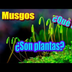 ¿Qué son los Musgos? -Plantmen
