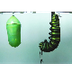 Metamorphosis
