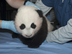 Are there animal care problems