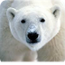 Polar Bears | San Diego Zoo