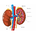 The Kidney | Gondar Design Bio