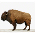 Bison Facts