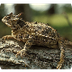 State Reptile