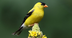 American Goldfinch Identificat